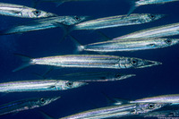 Sphyraena helleri (Heller's Barracuda)