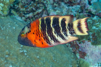 Cheilinus fasciatus (Redbreasted Wrasse)