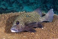 Plectorhinchus chaetodonoides (Many-Spotted Sweetlips)