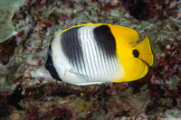 Chaetodon ulietensis (Pacific Double-Saddle Butterflyfish)