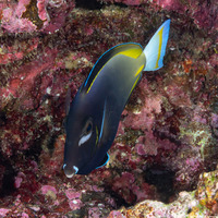 Acanthurus nigricans (Whitecheek Surgeonfish)