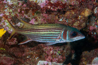 Neoniphon sammara (Spotfin Squirrelfish)