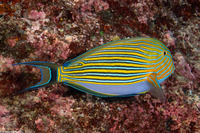 Acanthurus lineatus (Striped Surgeonfish)