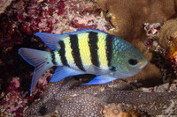 Abudefduf vaigiensis (Indo-Pacific Sergeant)