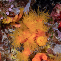 Tubastraea coccinea (Orange Cup Coral)