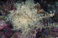 Astroboa nuda (Giant Basket Star)