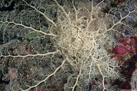 Astroboa nuda (Giant Basket Star)