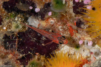 Apogon doryssa (Longspine Cardinalfish)