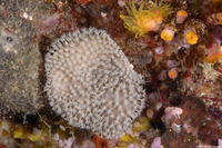 Sarcophyton sp.1 (Mushroom Leather Coral)