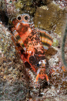 Dendrochirus biocellatus (Twinspot Lionfish)