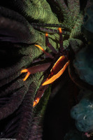 Allogalathea babai (Baba's Crinoid Squat Lobster)