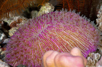 Fungia fungites (Common Mushroom Coral)