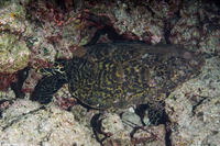 Eretmochelys imbricata (Hawksbill Turtle)