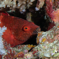 Cheilinus oxycephalus (Snooty Wrasse)
