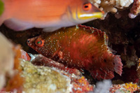 Cheilinus oxycephalus (Snooty Wrasse)