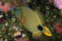 Balistapus undulatus (Orange-Lined Triggerfish)