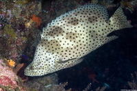 Cromileptes altivelis (Barramundi)