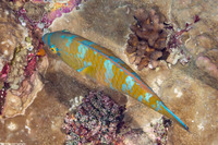 Scarus ghobban (Bluebarred Parrotfish)