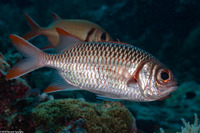 Myripristis violacea (Violet Soldierfish)