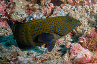 Cephalopholis argus (Peacock Grouper)