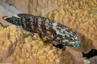 Cephalopholis urodeta (Flagtail Grouper)