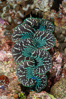 Tridacna crocea (Boring Giant Clam)