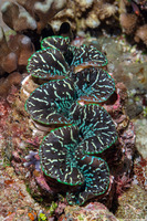 Tridacna squamosa (Fluted Giant Clam)
