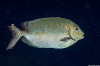 Siganus punctatus (Gold-Spotted Rabbitfish)