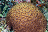 Lobophyllia radians (Lobophyllia Radians)