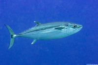 Gymnosarda unicolor (Dogtooth Tuna)