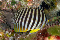 Paracentropyge multifasciata (Multi-Barred Angelfish)