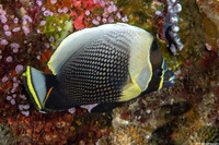 Chaetodon reticulatus (Reticulated Butterflyfish)