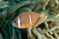 Amphiprion chrysopterus (Orangefin Anemonefish)