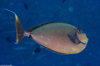Naso vlamingii (Bignose Unicornfish)