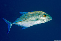 Caranx melampygus (Bluefin Trevally)