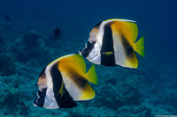 Heniochus monoceros (Masked Bannerfish)