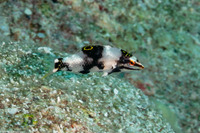 Halichoeres hortulanus (Checkerboard Wrasse)