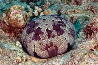 Culcita novaeguineae (Cushion Star)