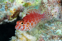 Cirrhitichthys oxycephalus (Pixy Hawkfish)