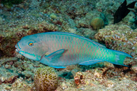 Chlorurus microrhinos (Steephead Parrotfish)