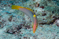 Halichoeres hortulanus (Checkerboard Wrasse)