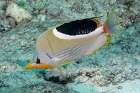 Chaetodon ephippium (Saddled Butterflyfish)