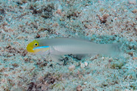 Valenciennea strigata (Bluestreak Goby)