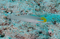 Valenciennea strigata (Bluestreak Goby)