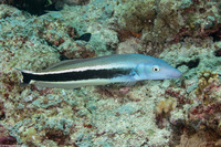 Malacanthus latovittatus (Blue Blanquillo)