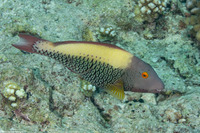 Cetoscarus ocellatus (Spotted Parrotfish)