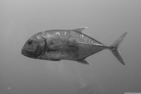 Caranx ignobilis (Giant Trevally)