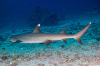 Triaenodon obesus (Whitetip Reef Shark)