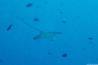 Aetobatus ocellatus (Ocellated Eagle Ray)