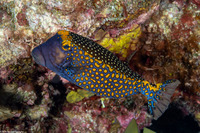 Ostracion meleagris (Spotted Boxfish)